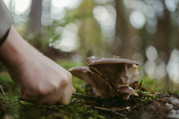 The process of collecting forest mushrooms using hands and knives
