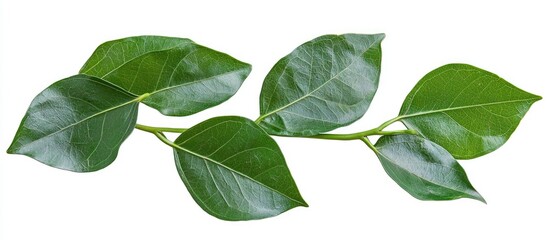 Fototapeta premium Isolated Indian Cork Green Leaves With Clipping Path On White Background Or Leaf Of Millingtonia Hortensis And Bignoniaceae Tree A Tropical Herbs Plant
