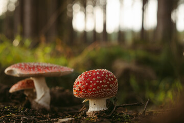 Several poisonous red mushrooms with white circles in a mountain forest