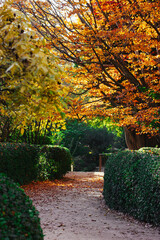Trimmed shrubs and walkway path in fall botanical garden, park. Tree with yellowed foliage. Golden...