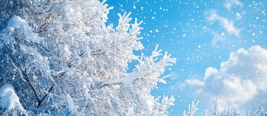 Fototapeta premium White Snow Against The Blue Sky Nature In Winter