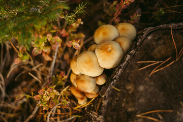 A large group of mushrooms in orange and brown tones next to a tree nest