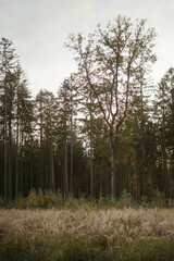 Beautiful autumn scenery deep in the mountain forest with reeds and trees