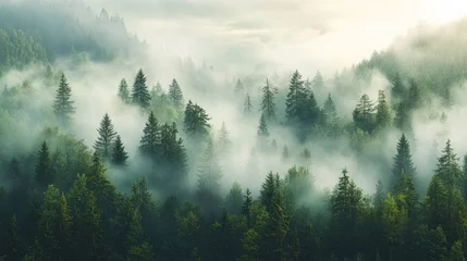 Papier peint photo  Moody forest landscape panorama featuring fog mist and fir trees in a serene morning setting  © MetaPixel