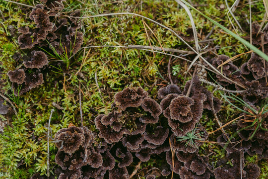 Dark brown petal-shaped Thelephora terrestris mushroom variety in the forest
