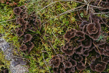Dark brown petal-shaped Thelephora terrestris mushroom variety in the forest