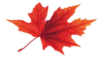 Vibrant red maple leaf showcasing autumn's beauty on a white background