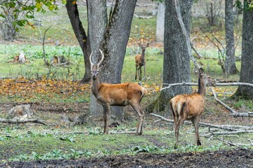 Red deer at Ekolsund Castle Sweden