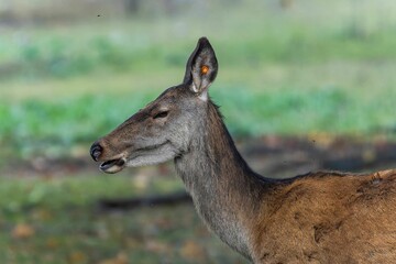 Red deer at Ekolsund Castle Sweden