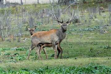 Red deer at Ekolsund Castle Sweden