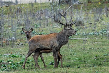 Red deer at Ekolsund Castle Sweden