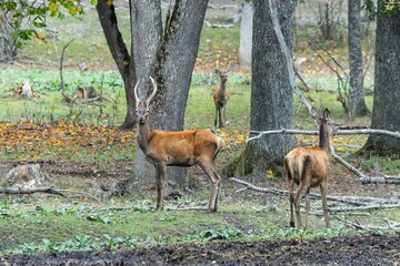 Red deer at Ekolsund Castle Sweden
