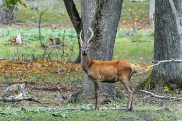 Red deer at Ekolsund Castle Sweden