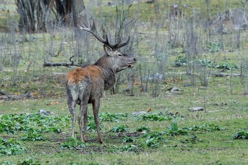 Red deer at Ekolsund Castle Sweden