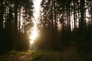 Fototapeta premium In the forest with the sun setting in a beautiful autumn landscape filled with trees