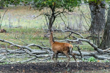 Red deer at Ekolsund Castle Sweden