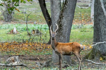Red deer at Ekolsund Castle Sweden