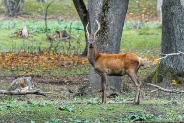 Red deer at Ekolsund Castle Sweden