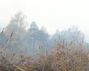 With fading grass in the foreground and trees partially obscured by fog in the background, this scene captures autumn's quiet beauty.
