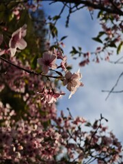 cherry blossom in spring
