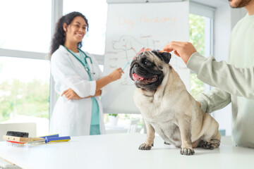 Cute pug dog sitting on table with owner in veterinary clinic, closeup