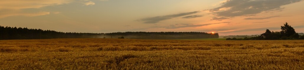 agricultural golden grain field. serene summer evening rural landscape. widescreen panoramic view format 25x5