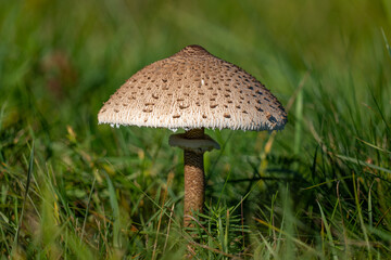 Macrolepiota procera, umbrella mushroom in grass