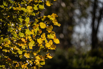 autumn leaves on the tree