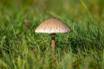 Macrolepiota procera, umbrella mushroom in grass