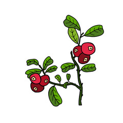 Hand drawn illustration with cowberry. Stylized picture of branch with lingonberry red berries and green leaves in sketchy style. Vaccinium vitis-idaea, mountain cranberry. Summer, autumn harvest. Col