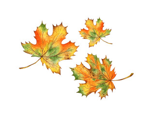 Fototapeta premium Maple leaves, autumn orange watercolor illustration, set isolated from background. Suitable for autumn festival, thanksgiving, halloween, greeting cards, invitations, poster design.