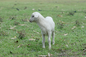 Obraz premium Small white goat, Kid goat eating grass