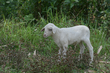 Small white goat, Kid goat eating grass