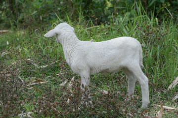 Obraz premium Small white goat, Kid goat eating grass
