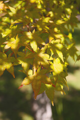 beautiful autumn in a nature park, Nagano prefecture in Japan