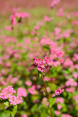 beautiful botanical background of red buckwheat field in bloom 