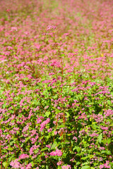 beautiful botanical background of red buckwheat field in bloom 