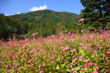 beautiful botanical background of red buckwheat field in bloom 