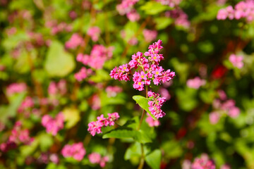 beautiful botanical background of red buckwheat field in bloom 