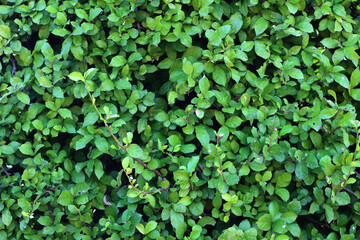 close up of plant with green leaves.