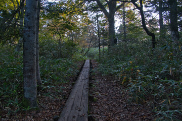 鳩待峠から横田代までの登山道