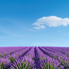 Fototapeta premium A stunning view of vibrant lavender fields under a clear blue sky. The rows of purple blooms create a peaceful and serene landscape, perfect for nature lovers and photographers.