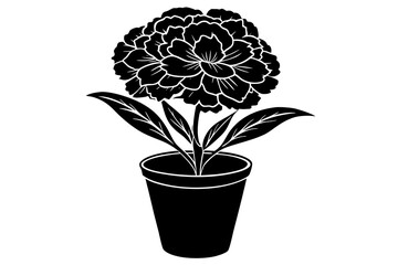 Dianthus Caryophyllus. Potted carnation plant isolated over white background
