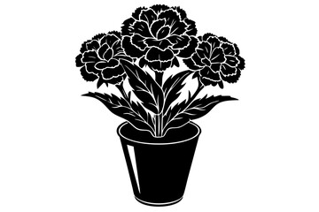 Dianthus Caryophyllus. Potted carnation plant isolated over white background