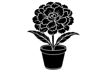 Dianthus Caryophyllus. Potted carnation plant isolated over white background