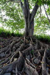 Árvore com raízes sobre a terra