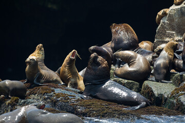 Fototapeta premium Playful moments with the locals at the Palomino Islands- Callao Peru. Nothing like watching these sea lions in their natural paradise