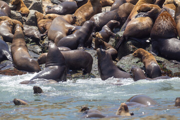 Playful moments with the locals at the Palomino Islands- Callao Peru. Nothing like watching these sea lions in their natural paradise