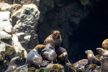 Playful moments with the locals at the Palomino Islands- Callao Peru. Nothing like watching these sea lions in their natural paradise