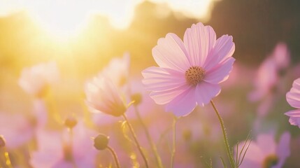 Cosmos Flowers in the Golden Hour